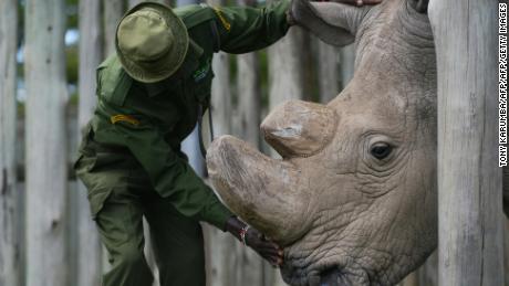 TO GO WITH AFP STORY BY NICOLAS DELAUNAY
A caregiver calms Sudan, the last known male of the northern white rhinoceros subspecies, on December 5, 2016, at the Ol Pejeta conservancy in Laikipia County -- at the foot of Mount Kenya -- that is home to the planet's last-three northern white rhinoceros.
As 2016 draws to an end, awareness of the devastation of poaching is greater than ever and countries have turned to high-tech warfare -- drones, night-goggles and automatic weapons -- to stop increasingly armed poachers. According to the International Union for Conservation of Nature (IUCN), at the African Black market, rhino horn sells for up to 60,000 USD (57,000 euros) per kilogram -- more than gold or cocaine -- and in the last eight years alone roughly a quarter of the world population has been killed in South Africa, home to 80 percent of the remaining animals. / AFP / Tony KARUMBA        (Photo credit should read TONY KARUMBA/AFP/Getty Images)
