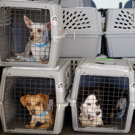 FILE - In this Nov. 20, 2015, file photo, rescue dogs wait in a hanger to board planes at the Van Nuys Airport in the Van Nuys section of Los Angeles. Traveling with pets has become easier thanks to pet-friendly hotels. But air travel with pets is a bigger challenge than a roadtrip, and recent news about pet deaths during air travel worries many owners. Air travel is usually quite safe for dogs and cats, says veterinarian Julia Langfitt, who has treated pets in the U.S. and Asia, and is now based in the U.K. (AP Photo/Richard Vogel, File)